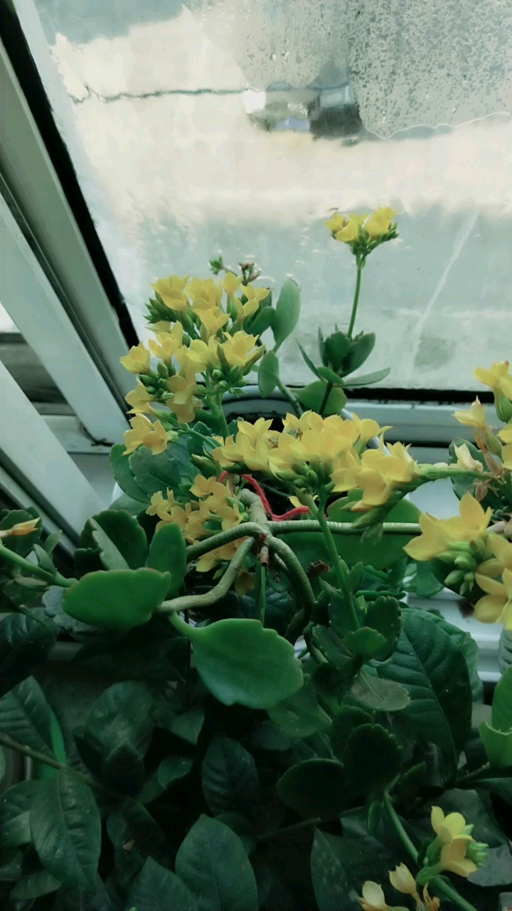 黄色的长寿花,美美的,2-13