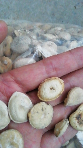 谈药性赋马钱子的炮制外敷膏药圣