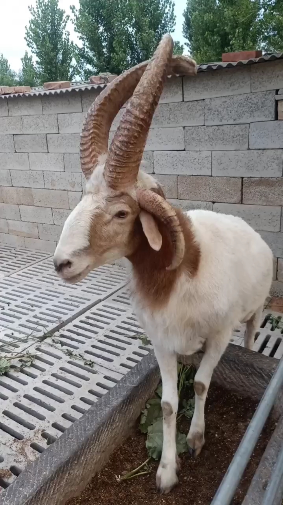 羊中的颜值担当