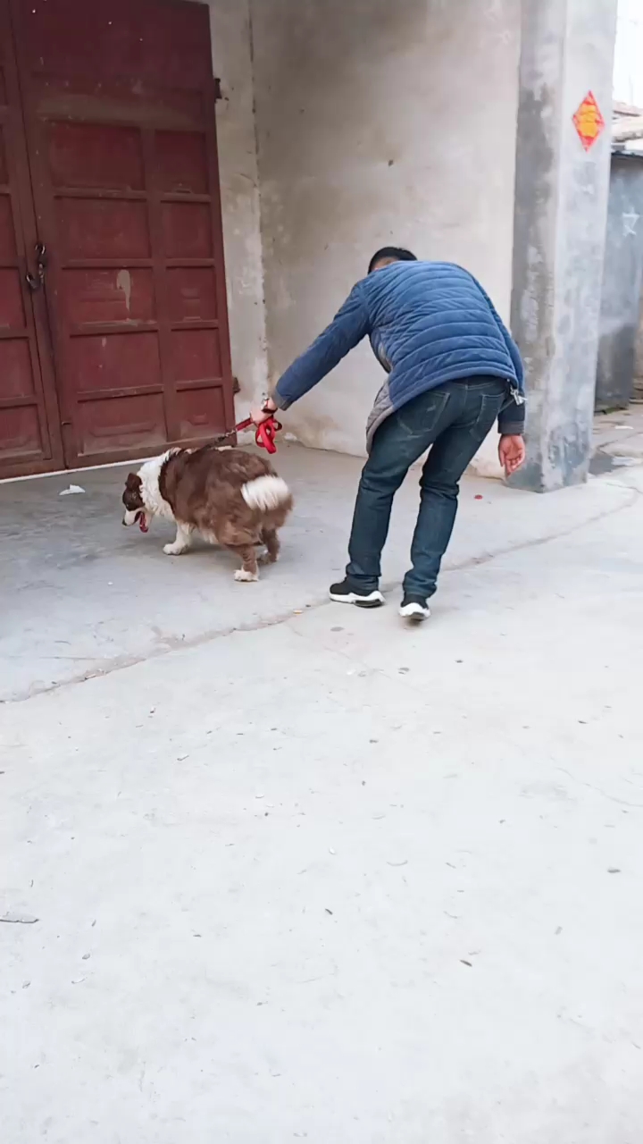 看看这狗不进笼子,只能这样叫它这么进了,俗话说骑狗烂裤裆你小心有