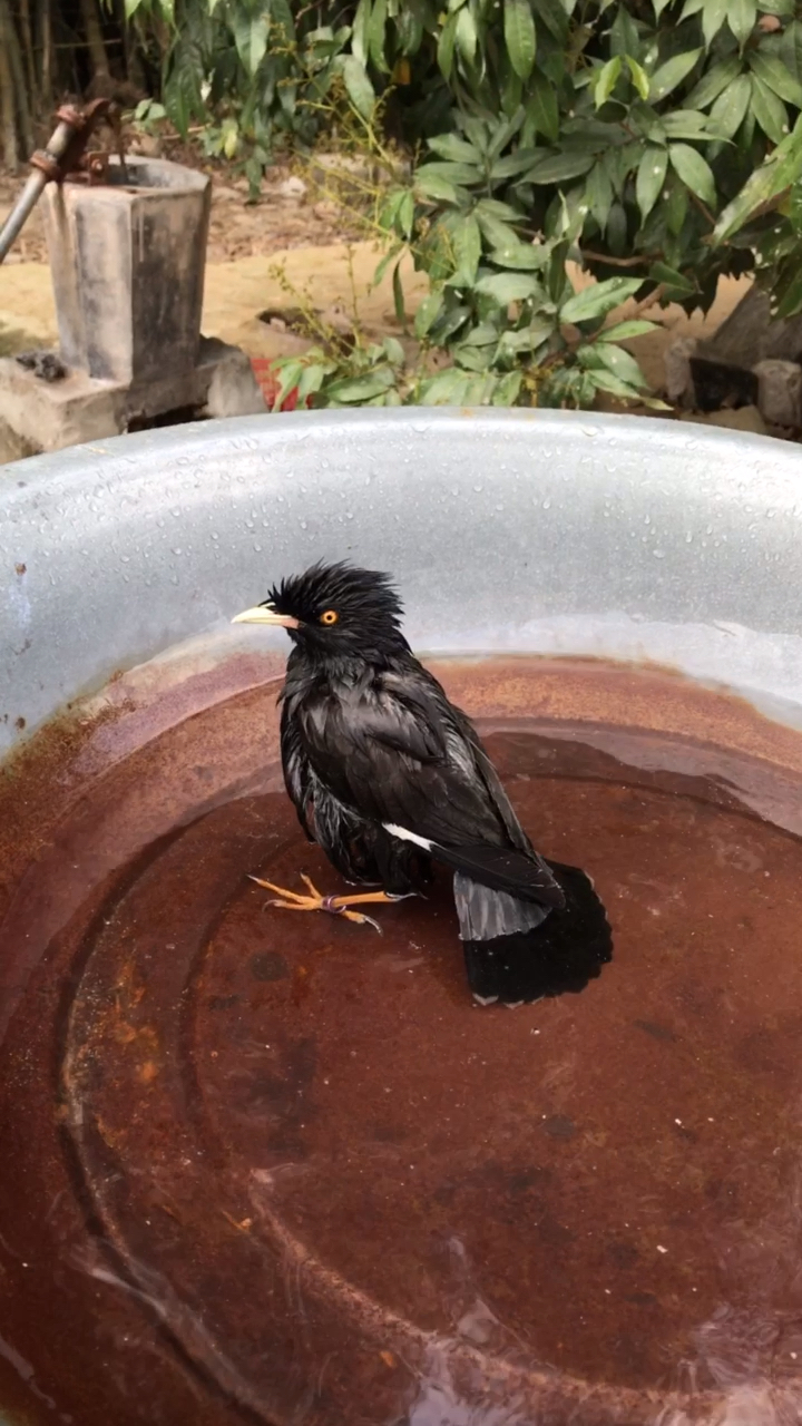 养了两年的乌鸦洗个澡进化了突然会说话了