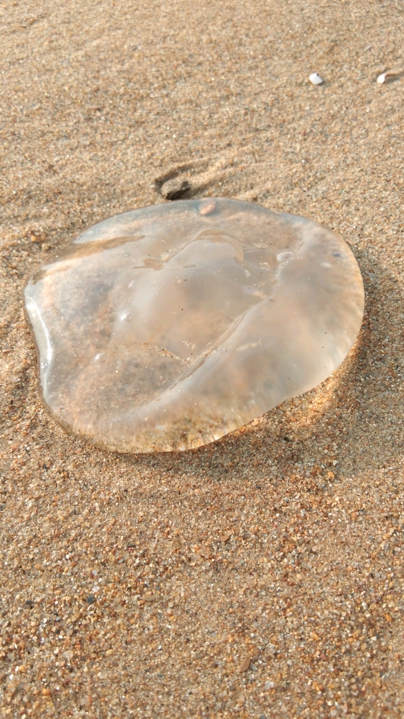 沙滩上好多水母!