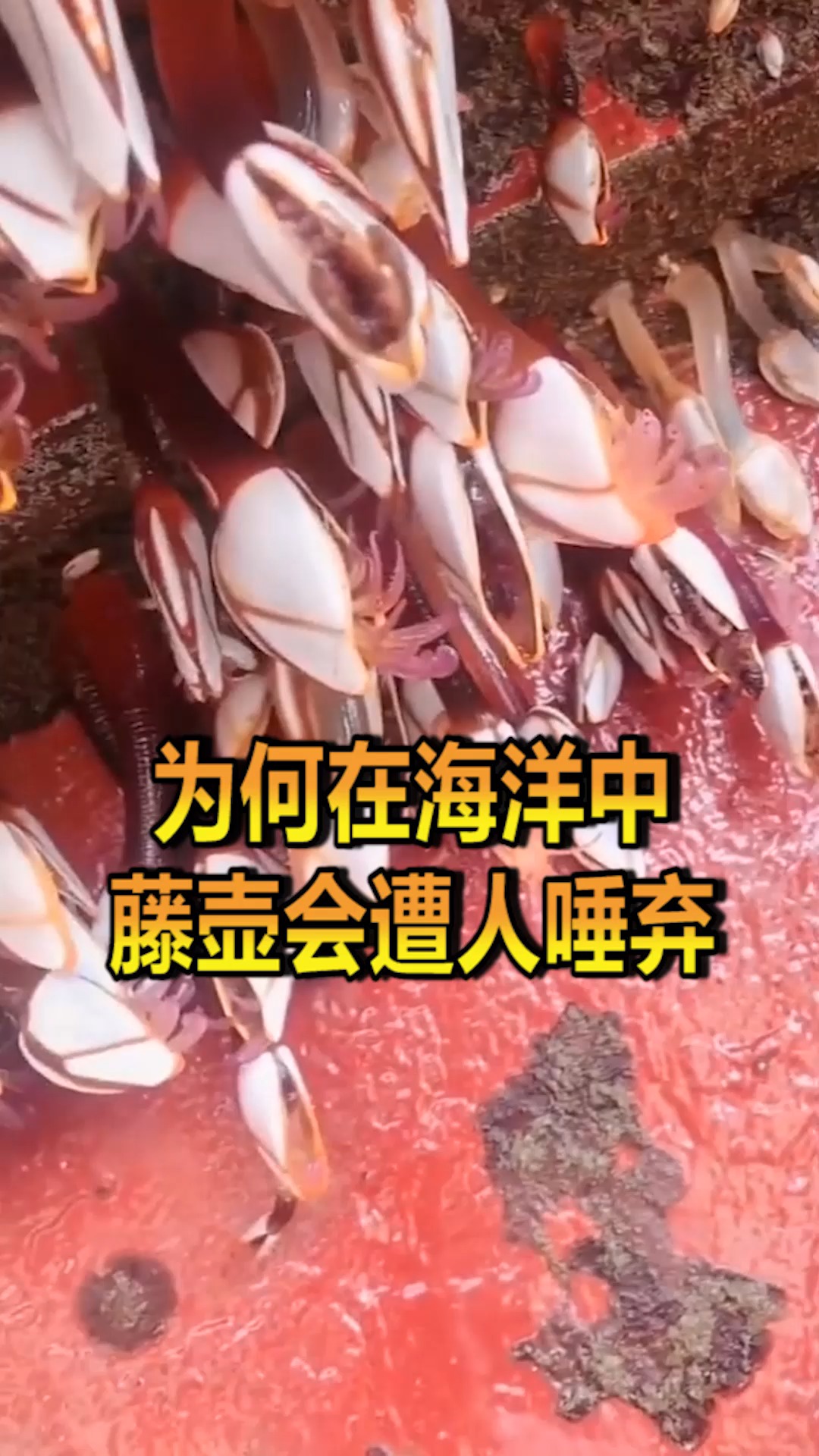 奇趣#为何美味的藤壶,在海洋中会遭到唾弃呢?看完后表示太可怕了!