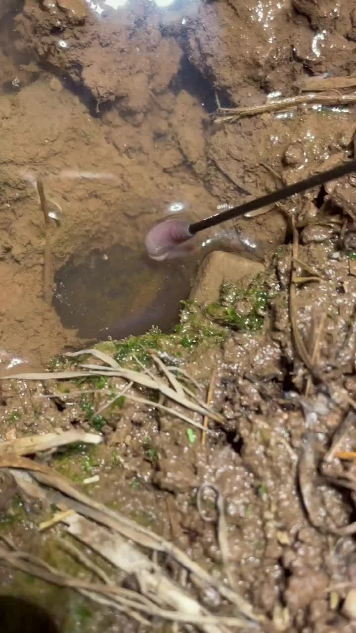 路边看到一小个洞,没想到钓出来一条大鳝鱼#户外#钓黄鳝