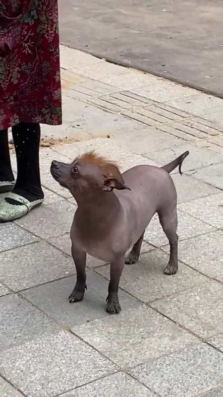 第一次见西游记小旋风"真身"我有点激动