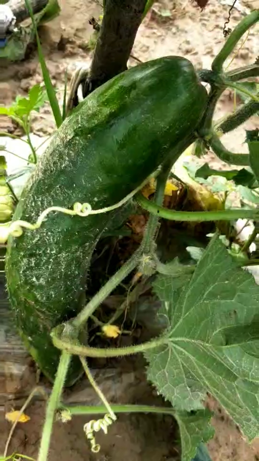 看我家的黄瓜老了