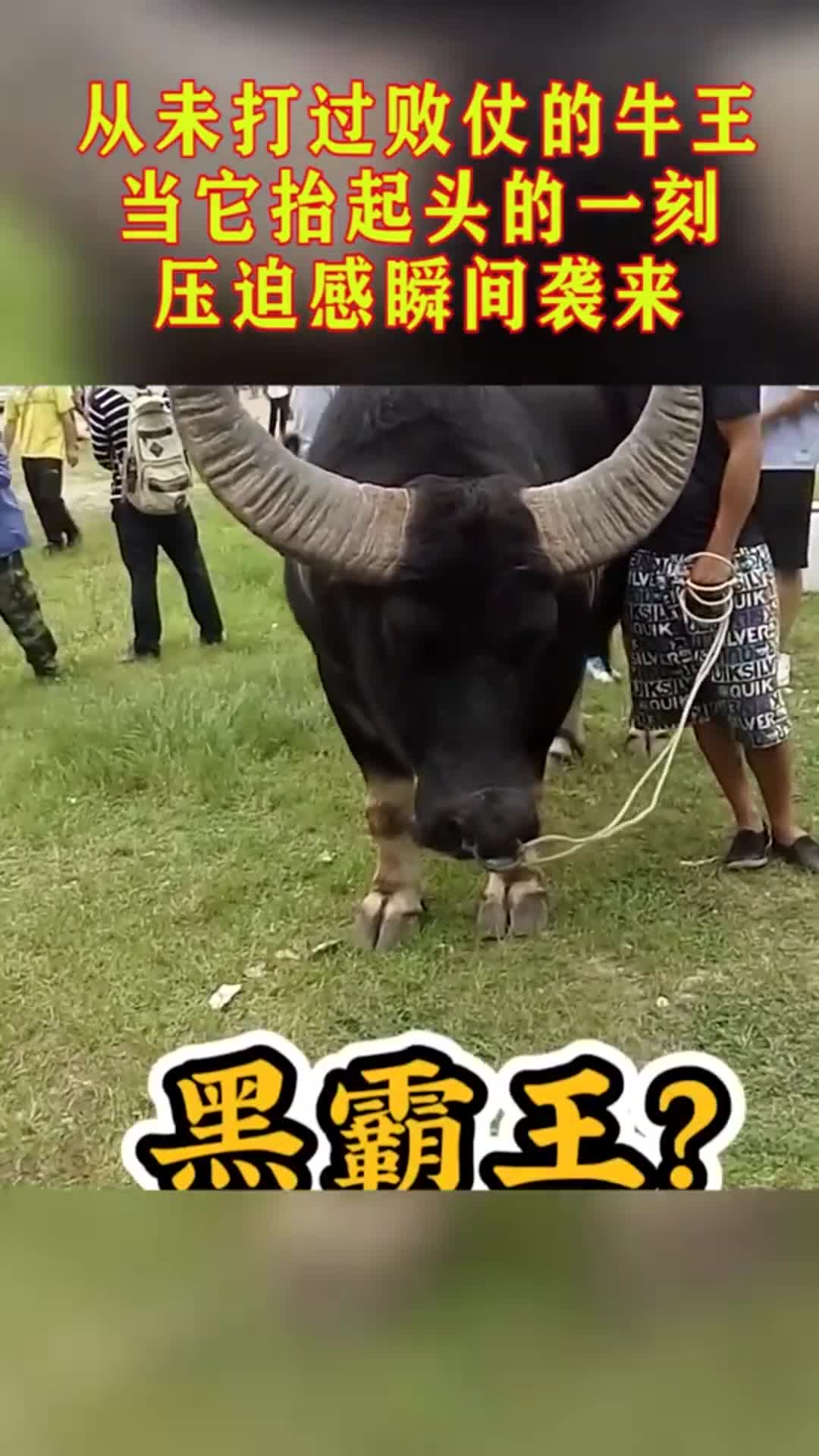 333号牛王黑霸王图片