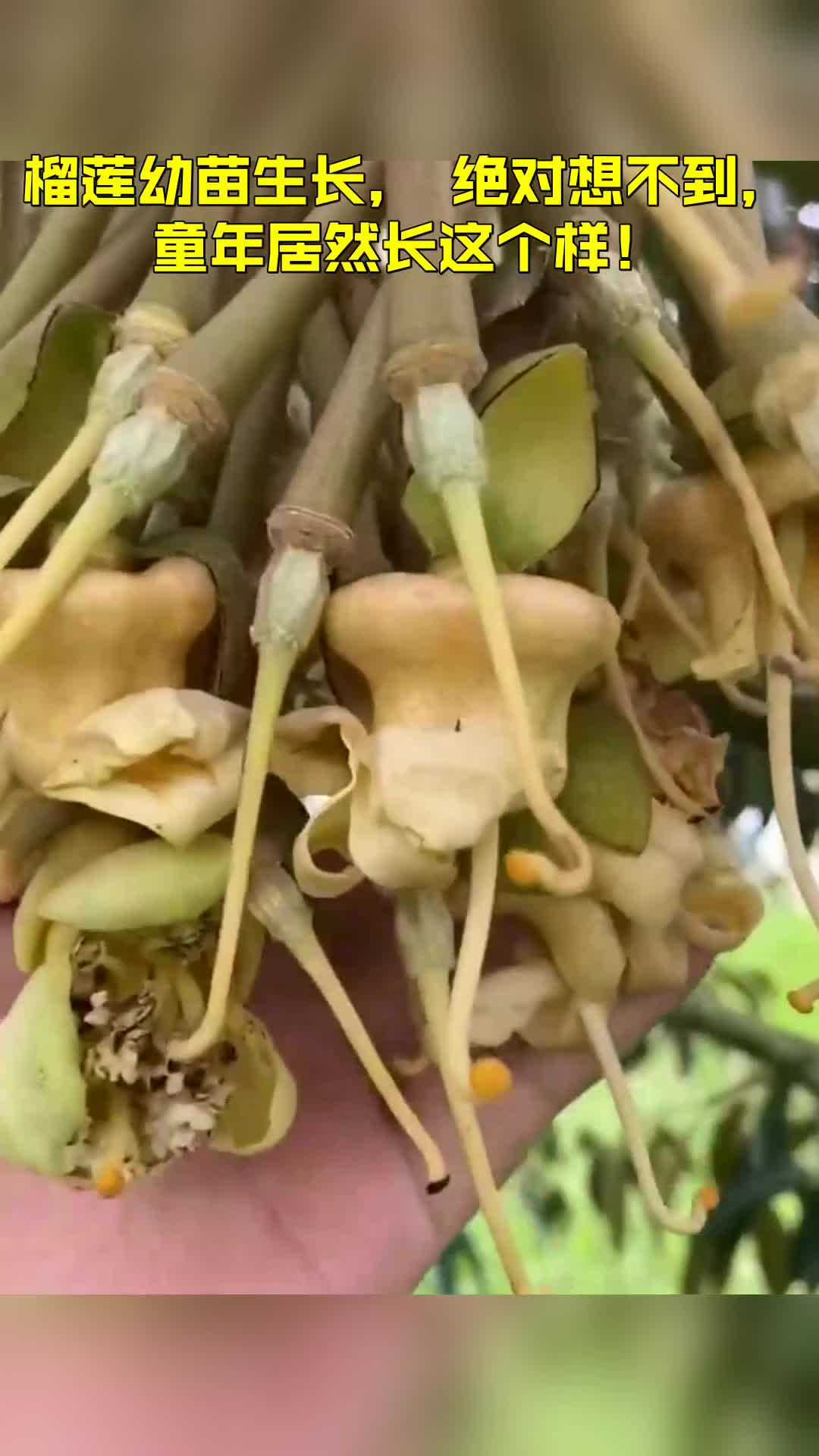 榴莲幼苗生长,绝对想不到,童年居然长这个样!