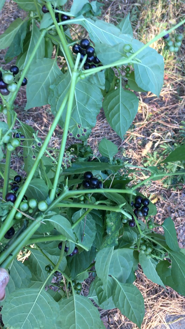 黑悠悠,还是童年的味道,96你们记得它的味道吗-度小视