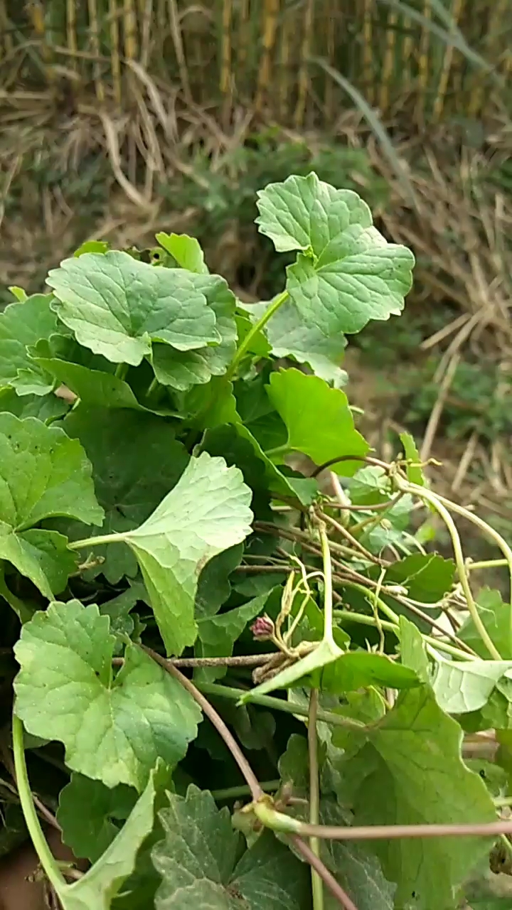 打湯最好的野菜