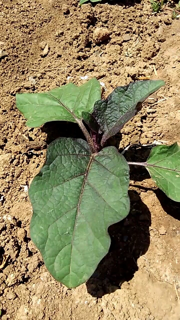 我的小花园#茄子秧