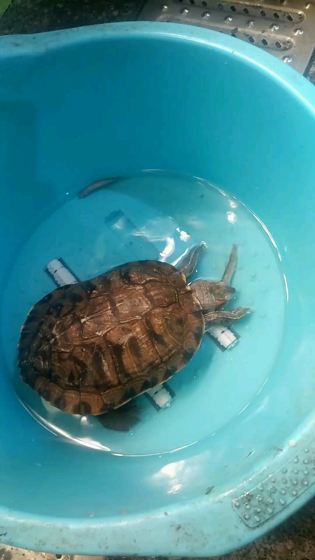 乌龟进食