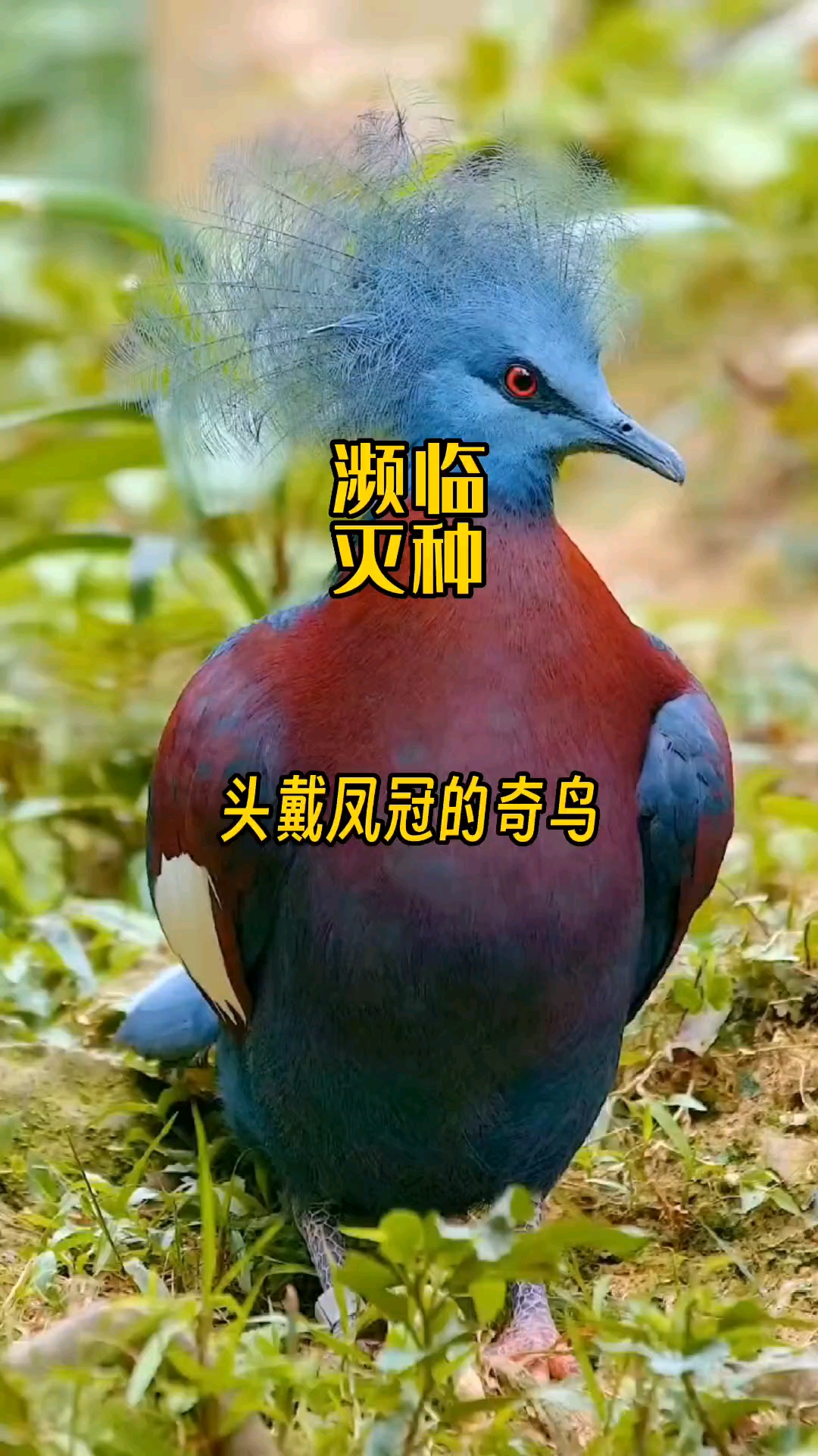 头戴凤冠的奇鸟!可惜要濒临灭绝!见过这么漂亮的鸟儿吗?-度小视