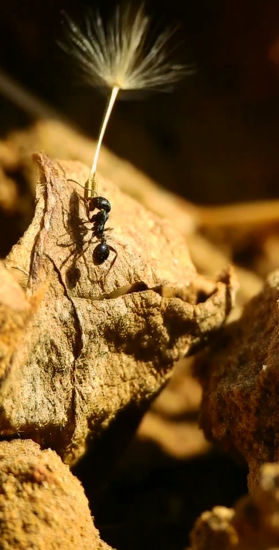 动物世界#蚂蚁遭遇拦路抢劫《每天新视角》