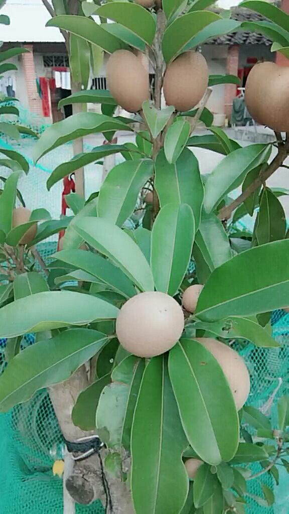 树上结鸡蛋了吗?