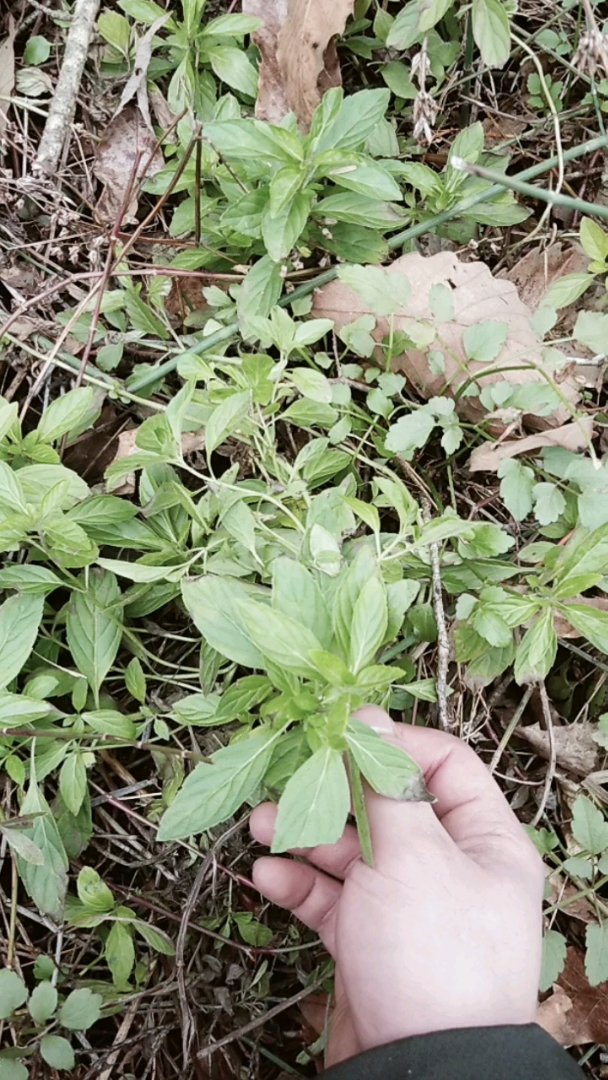 野生薄荷,泡茶,煮鱼都可