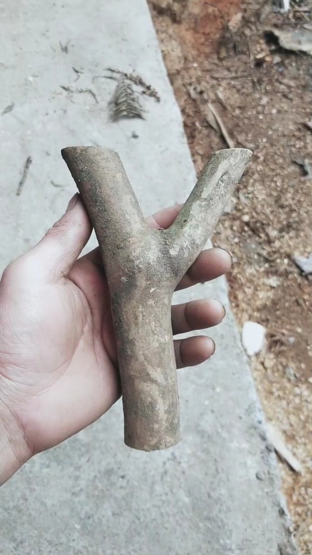 快要憋疯的你#油茶杈子