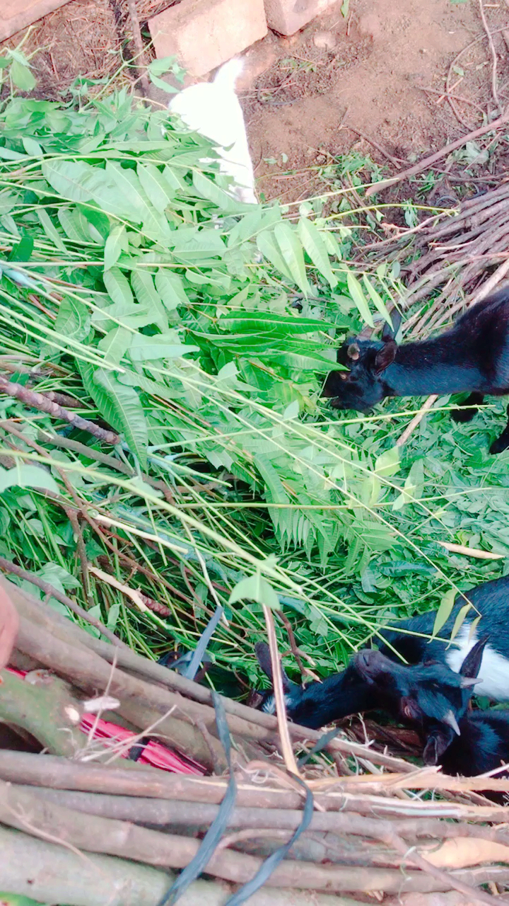 抗暑大作战#山羊吃草