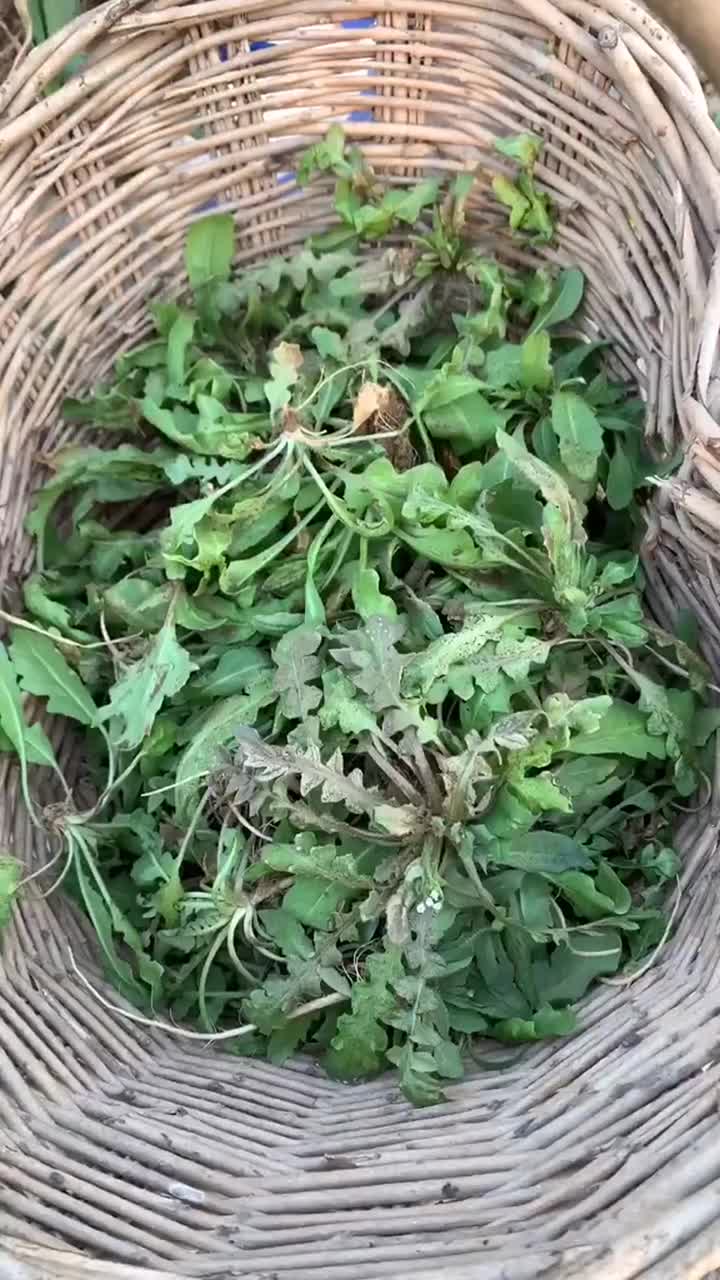 打野菜,我们这里叫黑心菜,也叫荠菜,蒸一笼烫面小蒸饺,美味呀-度小视