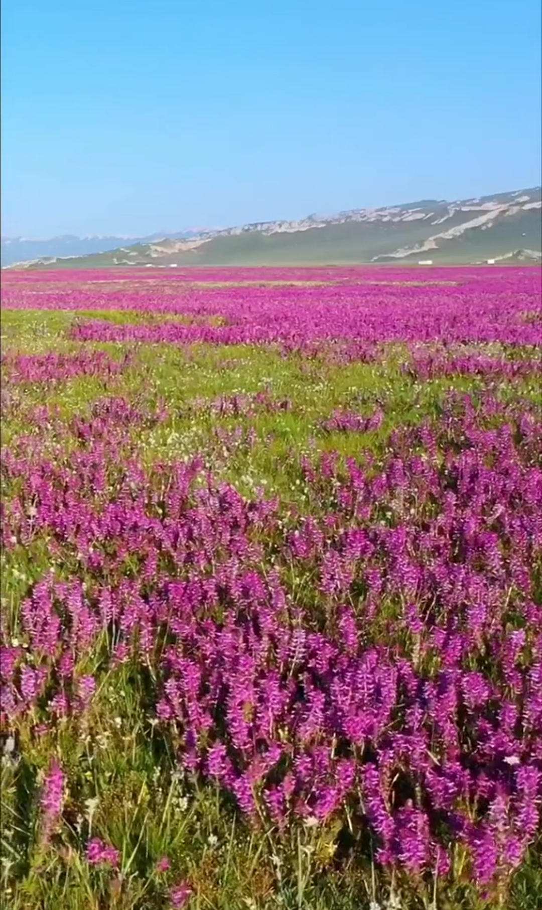 美丽新中国#新疆巴音布鲁克的花海