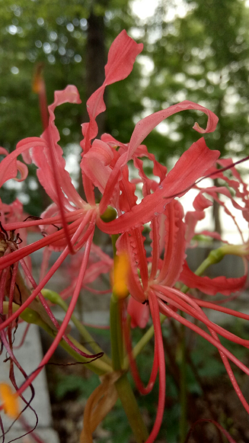 开学季#正在凋零的彼岸花