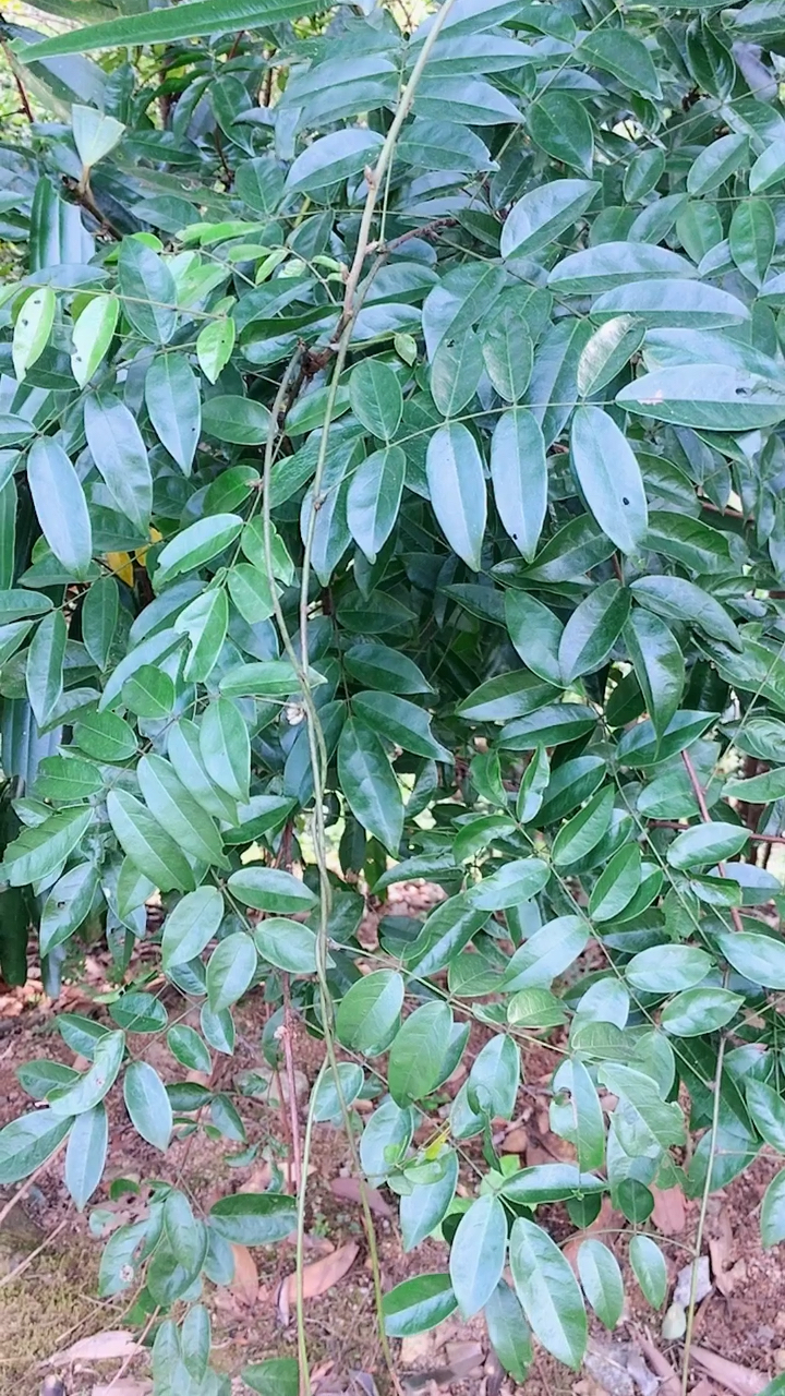 牛古大力 植物图片图片