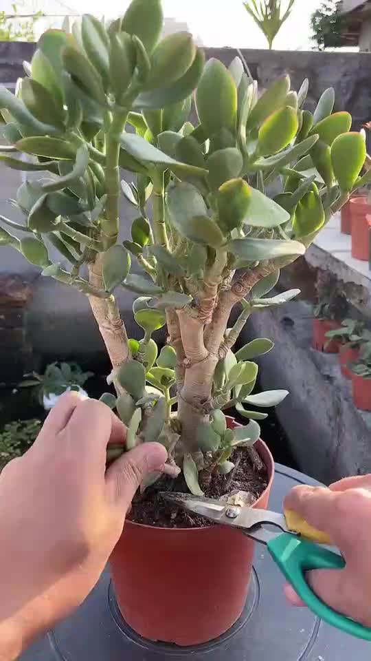 玉树要经常修剪侧枝,这样主干才更加粗壮