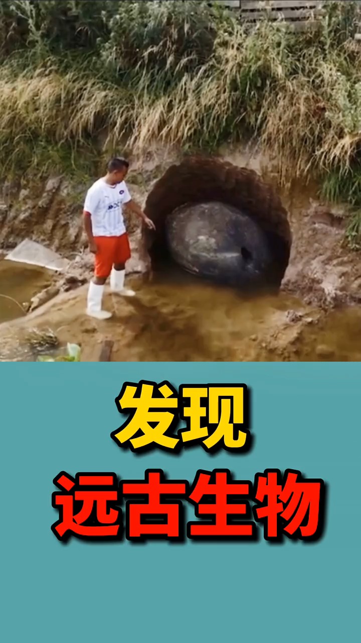 奇闻趣事抢先看#发现远古生物