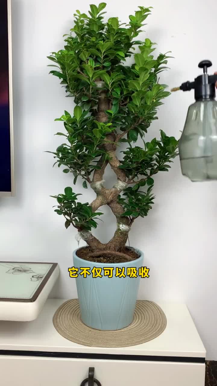 金钱榕寓意荣华富贵,财源滚滚,养一颗年年好运养花花卉绿植(2)