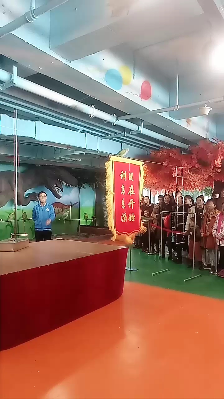 鹦鹉是这样升旗的