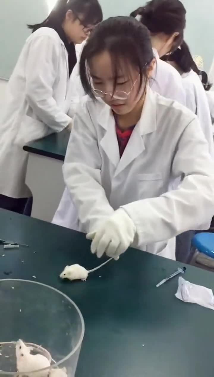 拿小白鼠做实验,我的手一直再抖,连小白鼠都看不起我!-全民小视频