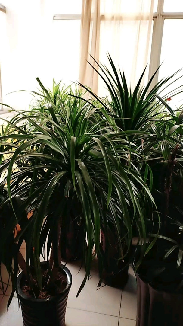 冬天里的升级兰