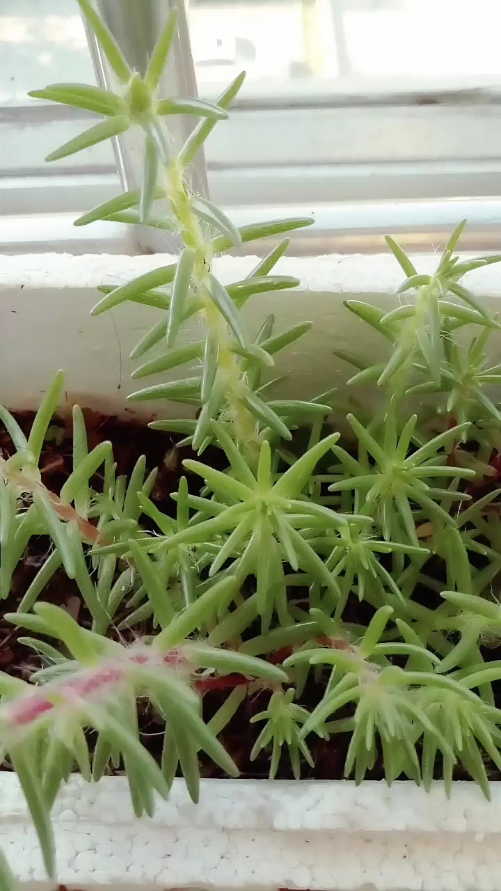 野生的太阳花,开花啦!