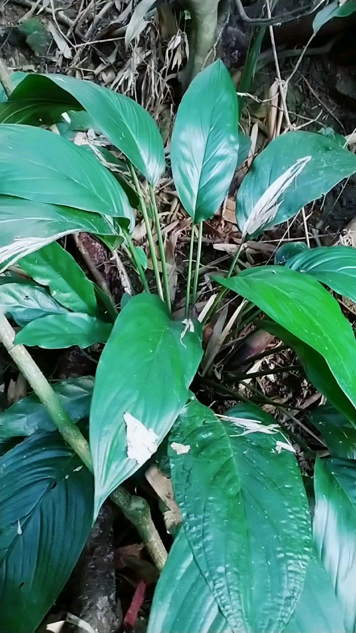 认识中草药#箭根薯:药用肝炎高血压胃痛全株有毒慎用-度小视