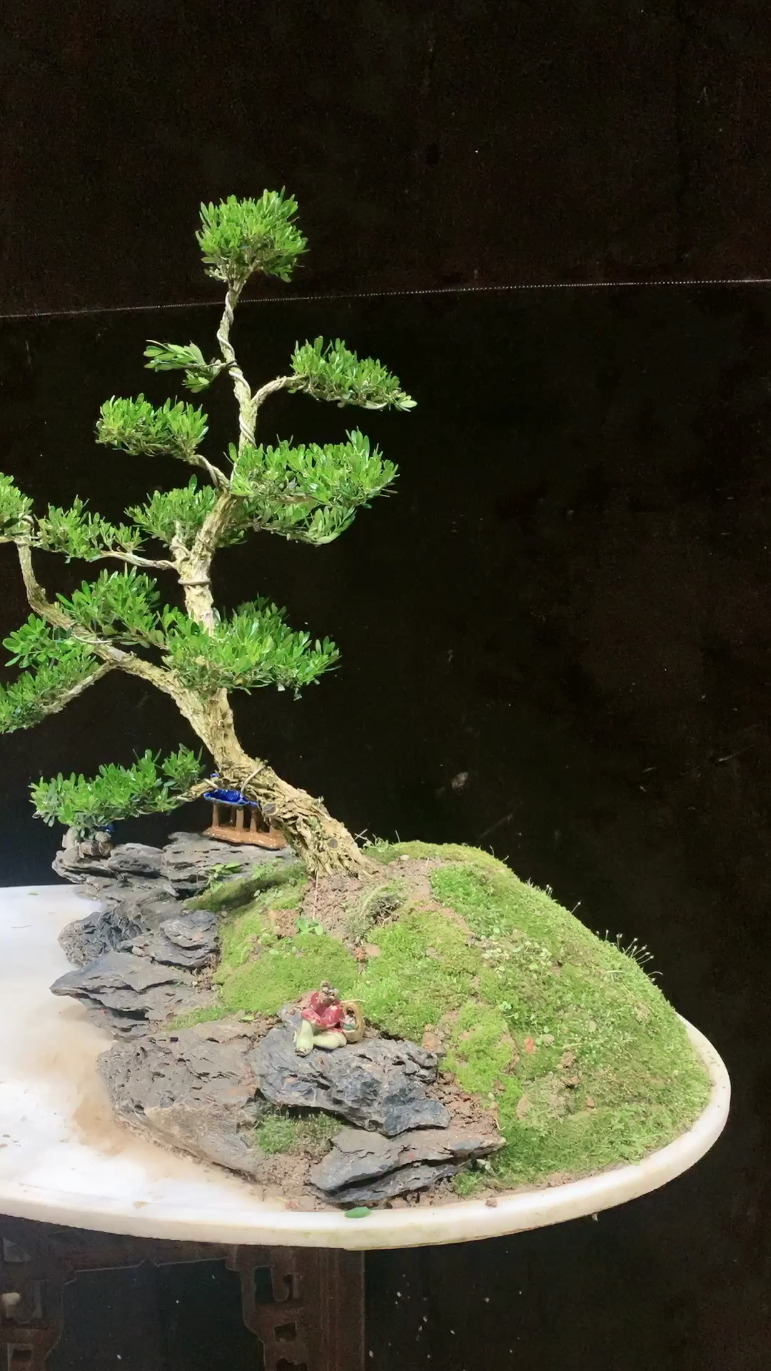 水旱雀舌黄杨