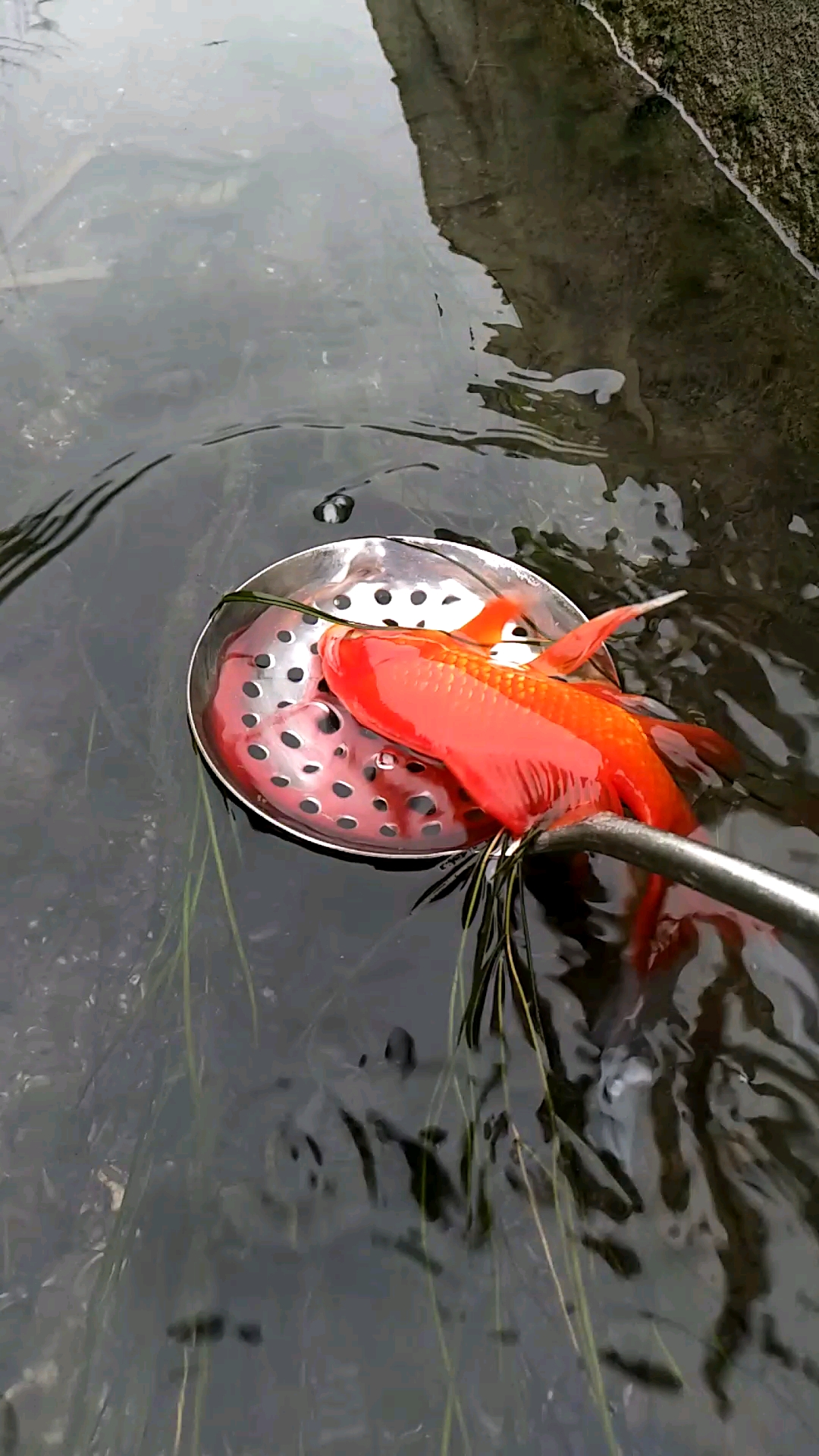 抓到一条红金鱼
