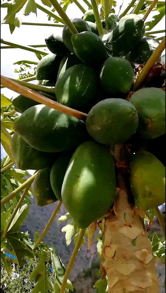 云南原生态之野生木瓜.无籽.