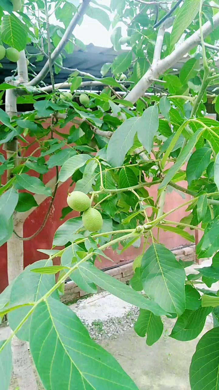 姥姥家的核桃树,儿子问为什么爷爷家的不长核桃光长叶