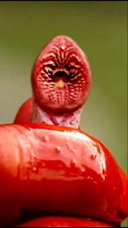 电影解说#远古七鳃鳗,专门吸人脂肪!