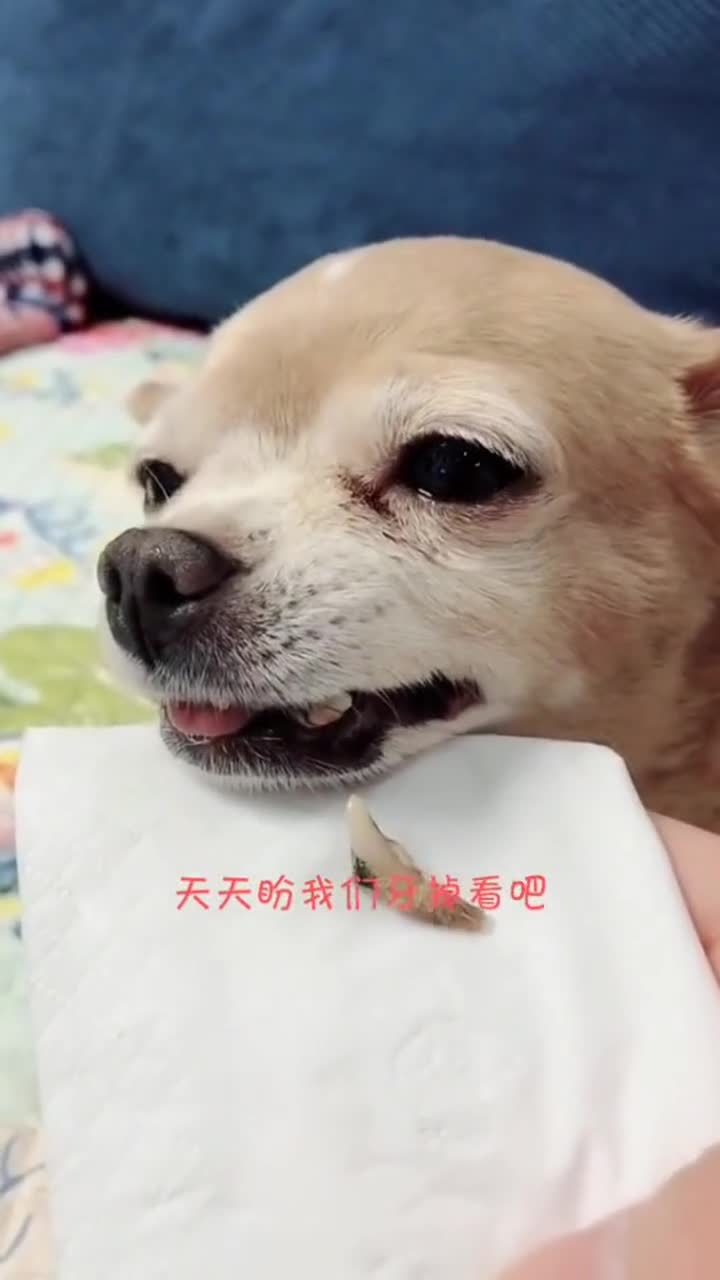狗子掉了一颗牙,表情都生无可恋了,内心全是悲伤!