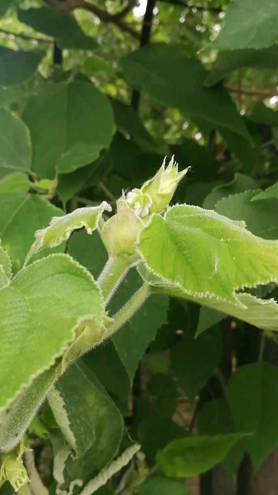构树嫩枝里的白色汁液治疗皮炎效果很好.