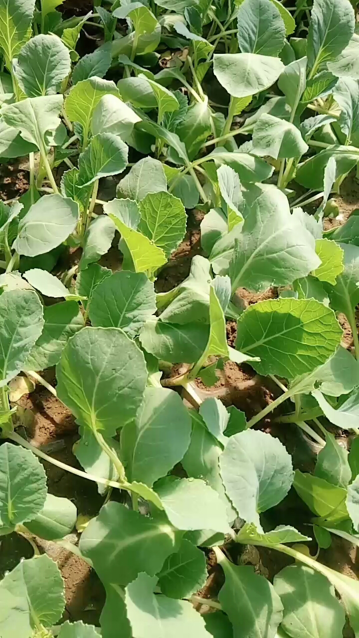 新培育的菜花苗