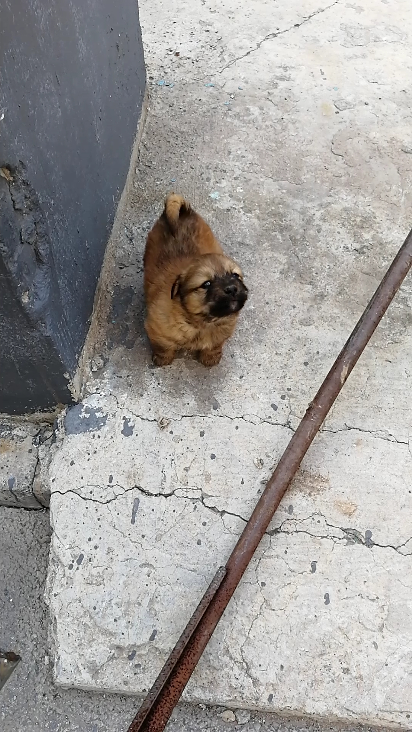 某工地上的小狗