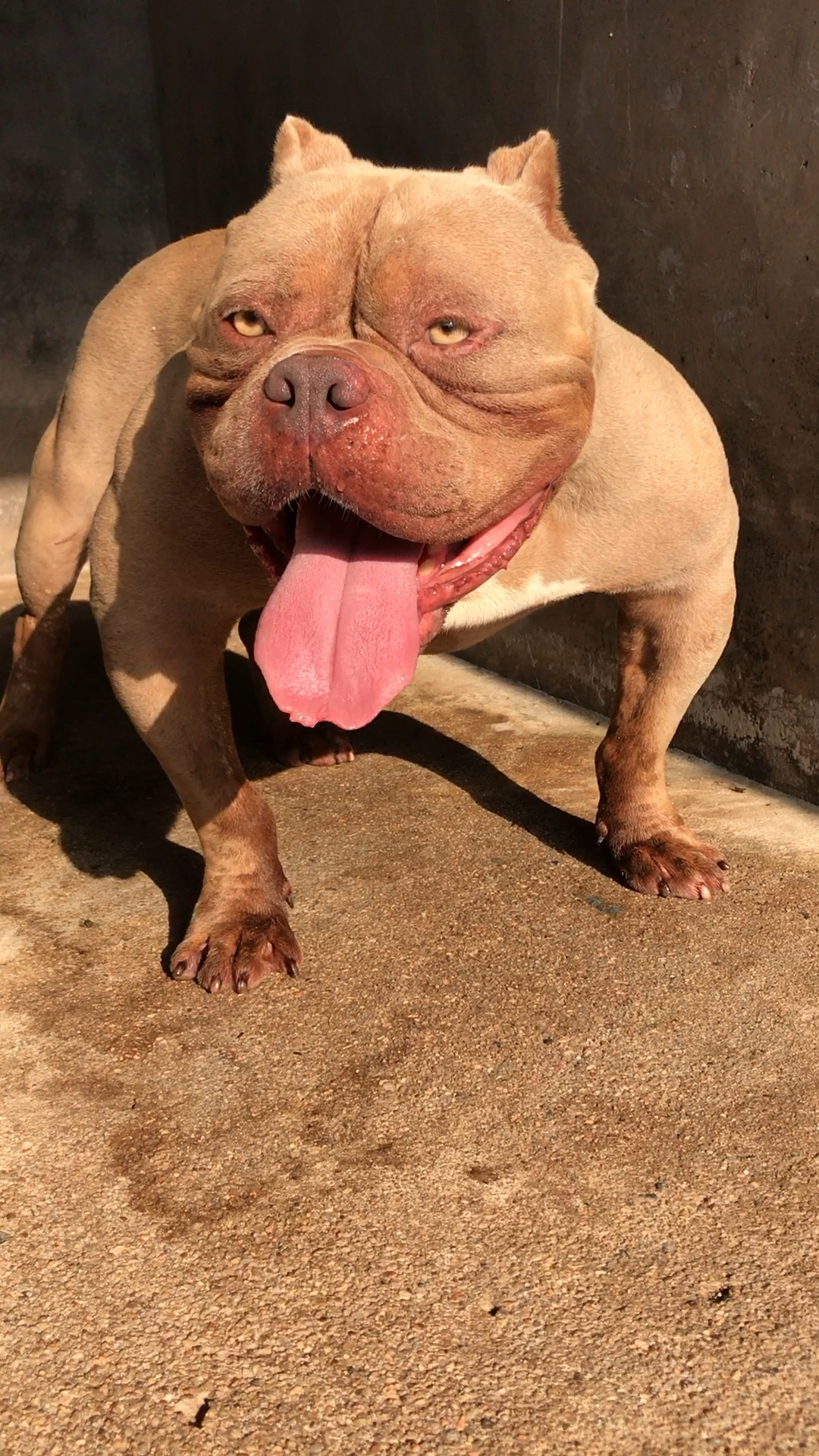 世界唯一一种外表凶悍而温顺的犬,拥有夸张的体型,肌肉就像一个美男纸