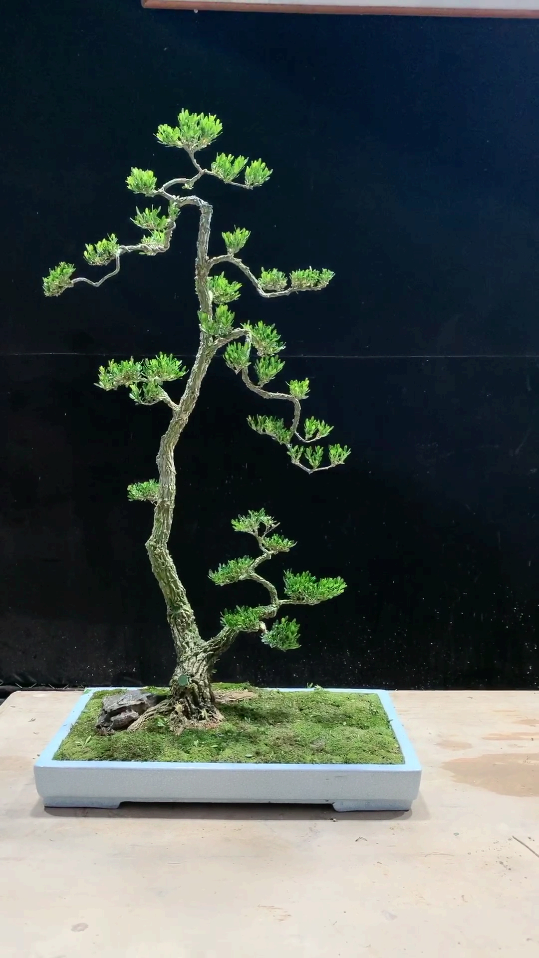 雀舌黄杨文人式