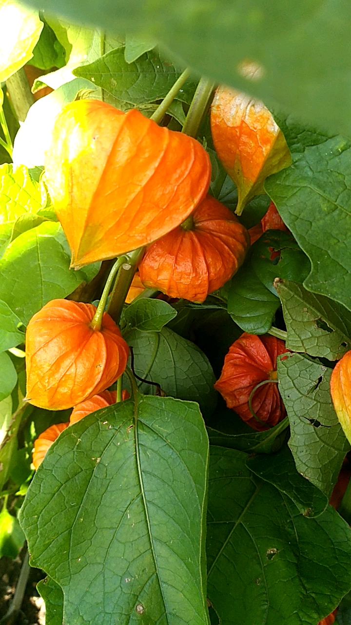 小时候爱咬的叭叭响的洋咕鸟