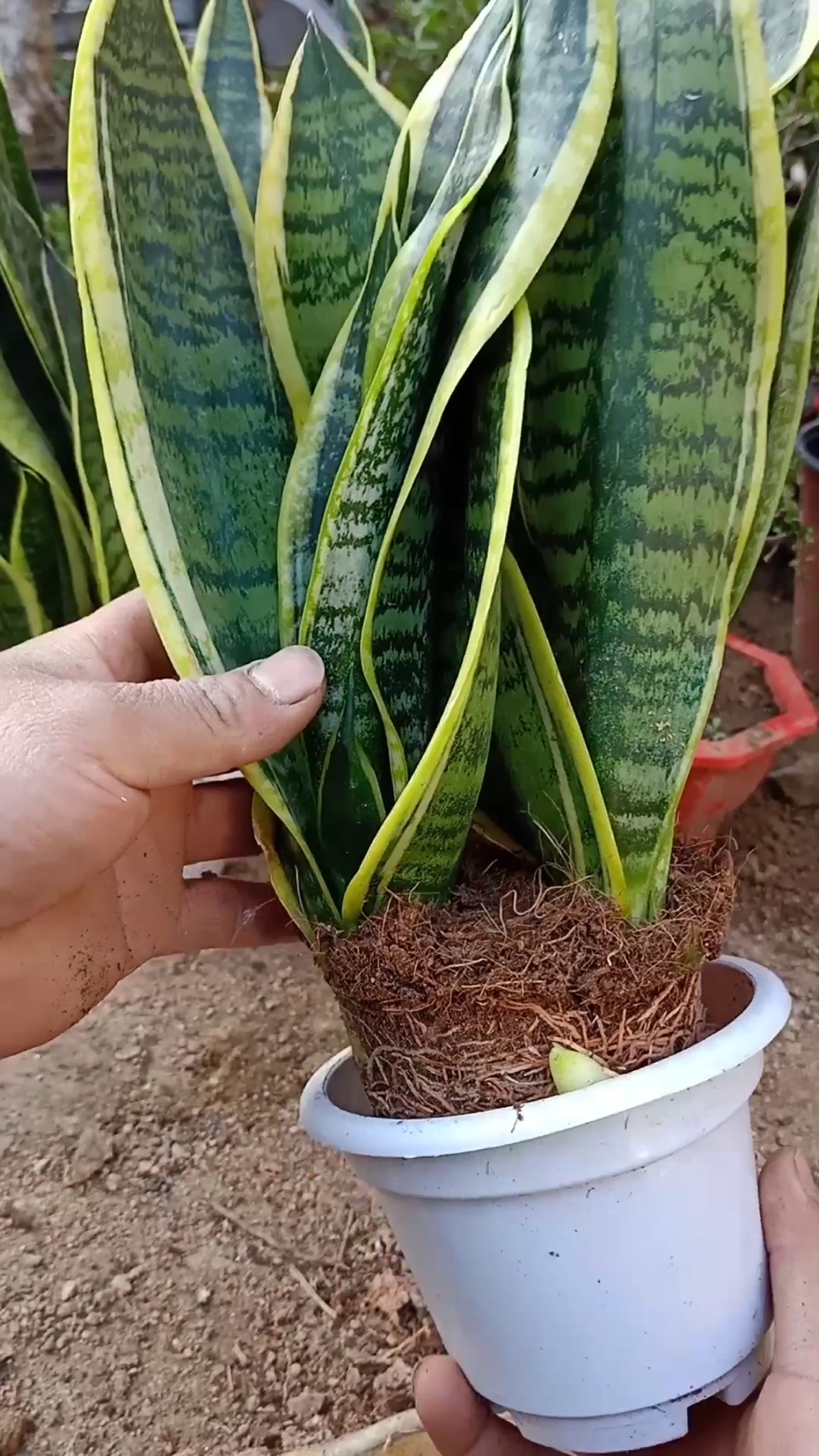 最潮劳动者#虎皮兰换盆小技巧大智慧,您看懂了吗?