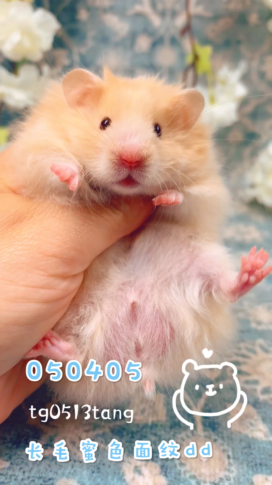 bearpark长毛金丝熊纯血统蜜色面纹dd#金丝熊