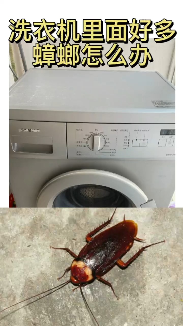 灭蟑螂#洗衣机里面很多蟑螂怎么办