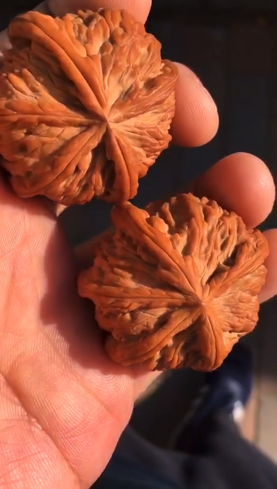 文玩核桃#五棱的白狮子,克隆对